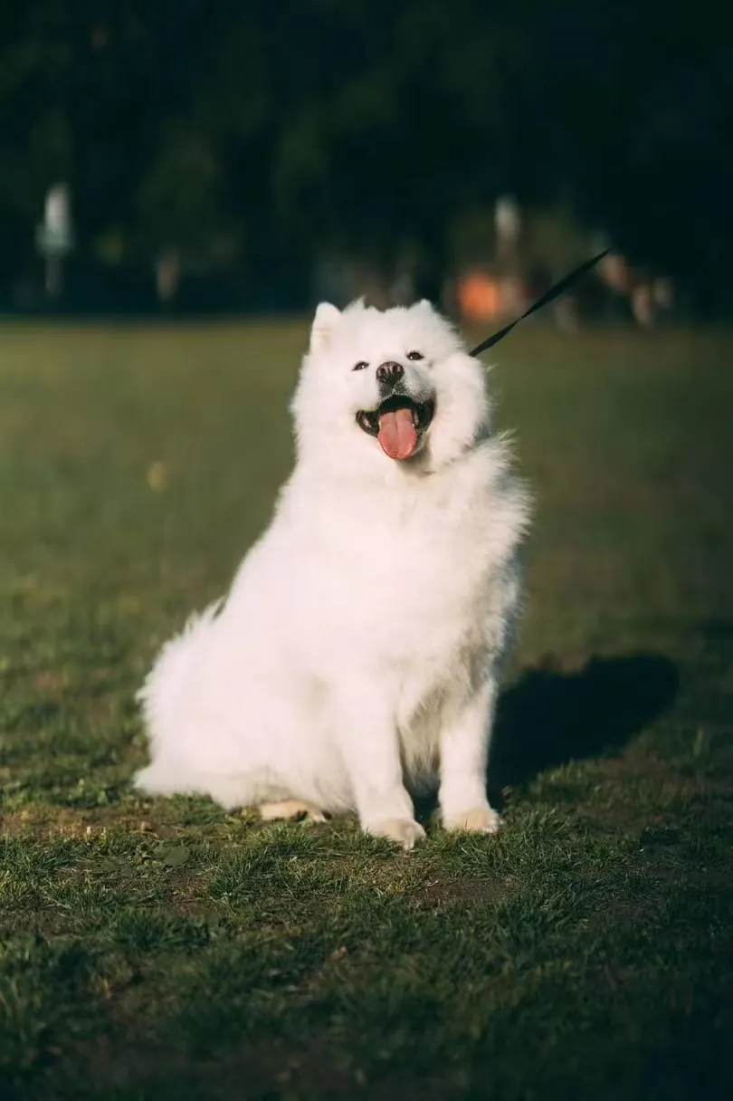 Sisi sitting happily in the park