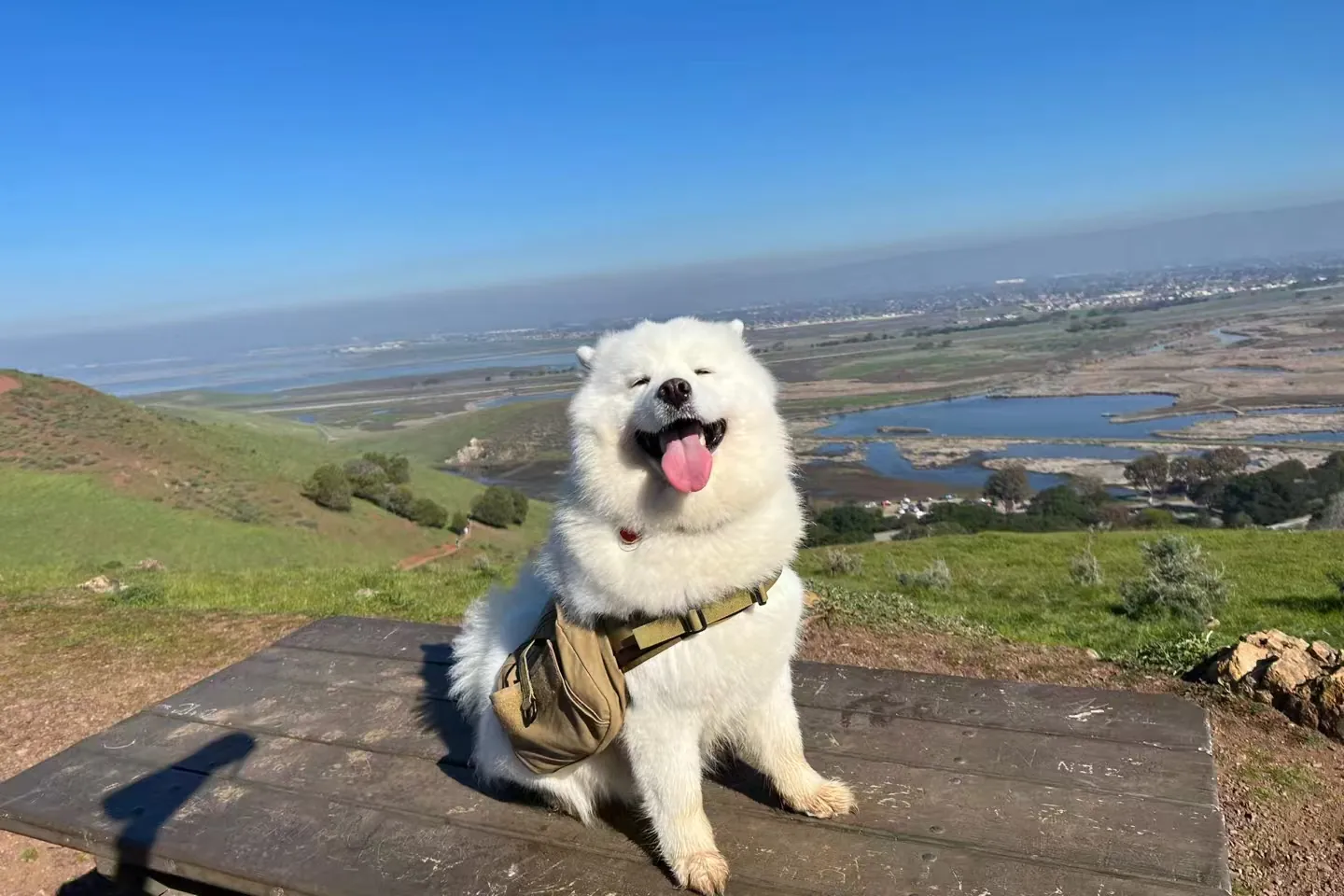 Sisi hiking with a panoramic Bay Area view