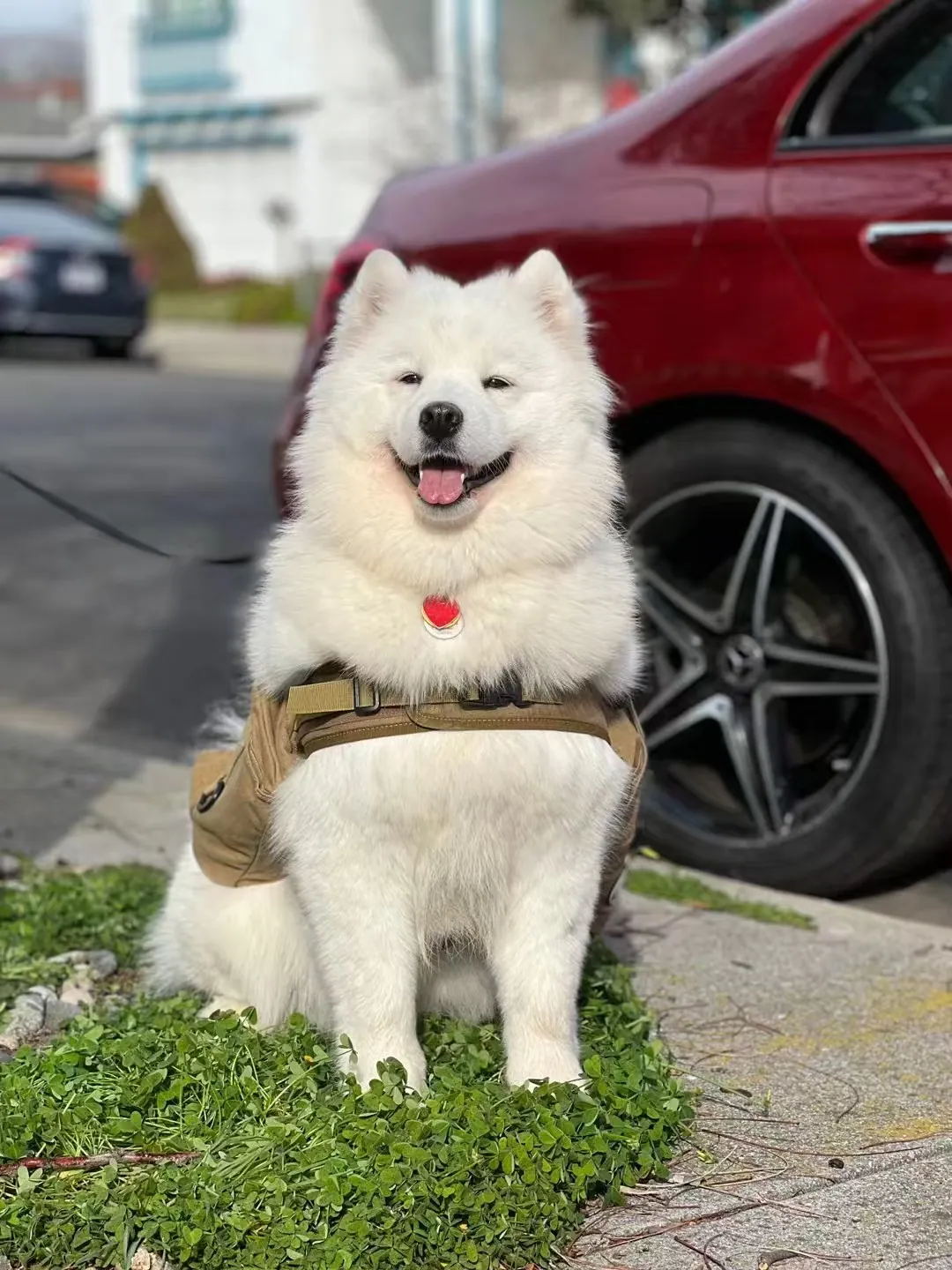 Sisi sitting on the grass in her harness